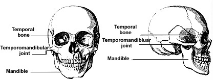 Temporal bone